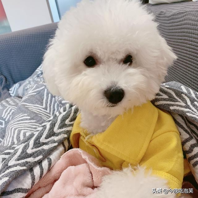 养狗知识怎样训狗,养狗技巧之狗狗刚到家