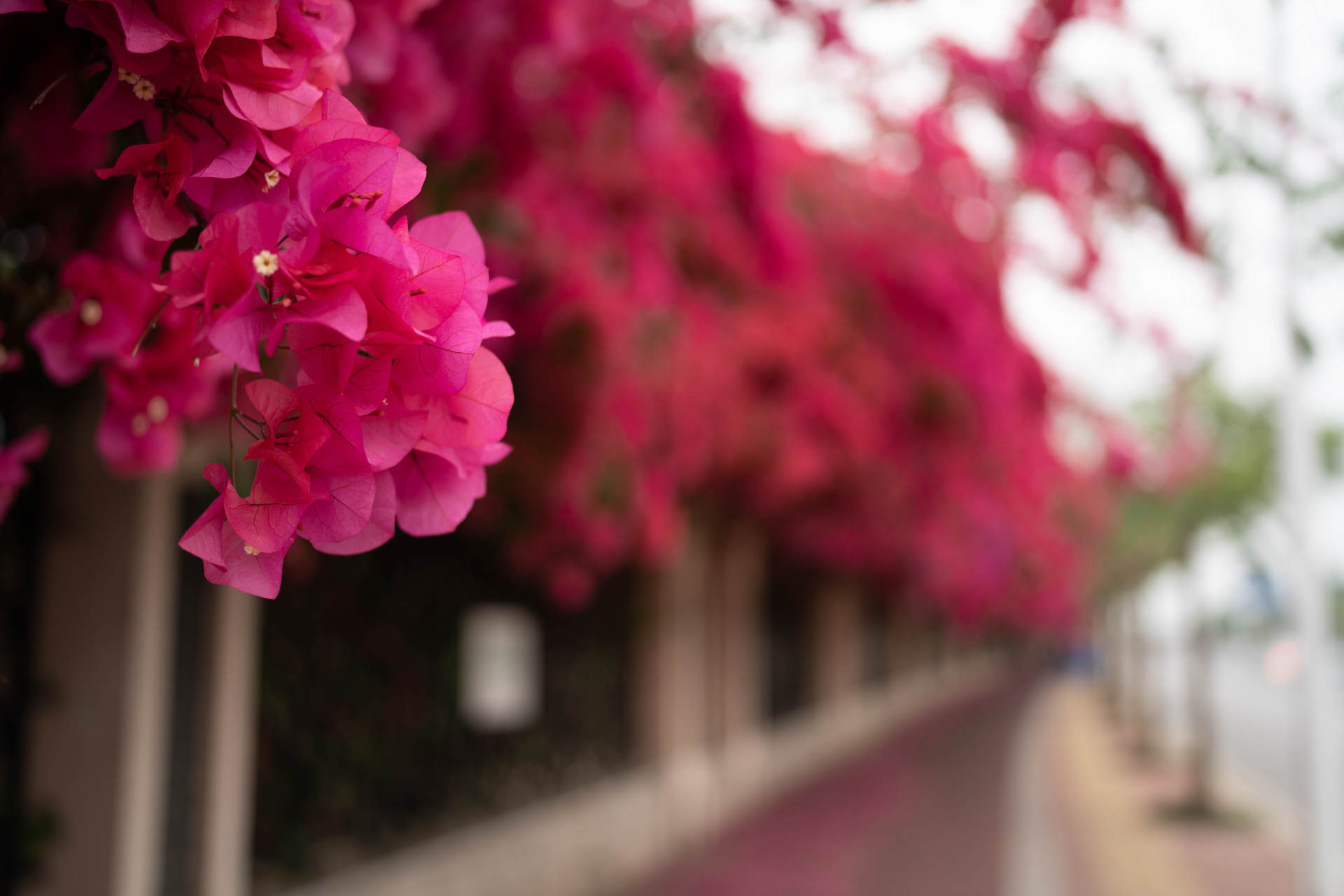 索尼定焦镜头性价比推荐,索尼35mm定焦推荐国产