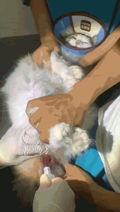 小佩宠物饮水机漏水,小佩饮水机漏电对宠物有害吗