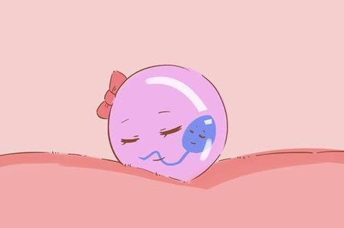 人类胚胎1到40天的发育过程,从胚胎到出生的奇妙之旅