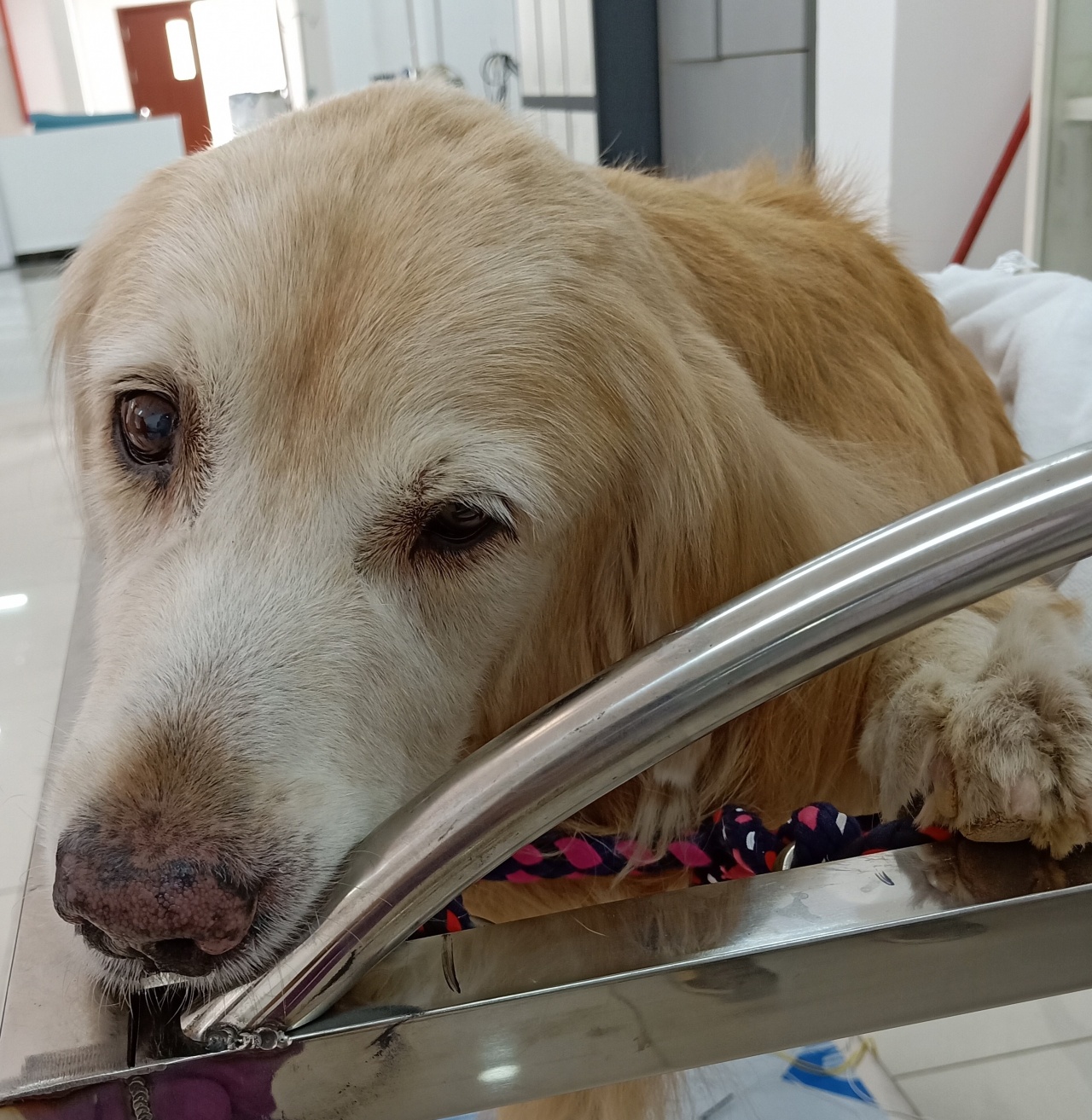 针灸治疗可以治好狗狗瘫痪吗,狗狗面瘫针灸治疗穴位图