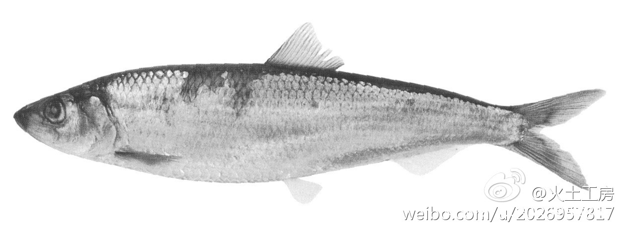 青鱼和海里的青鱼有什么不同,北方说的青鱼是什么鱼