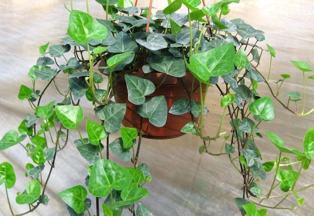 空气净化器适合放什么植物,房间空气净化用什么植物