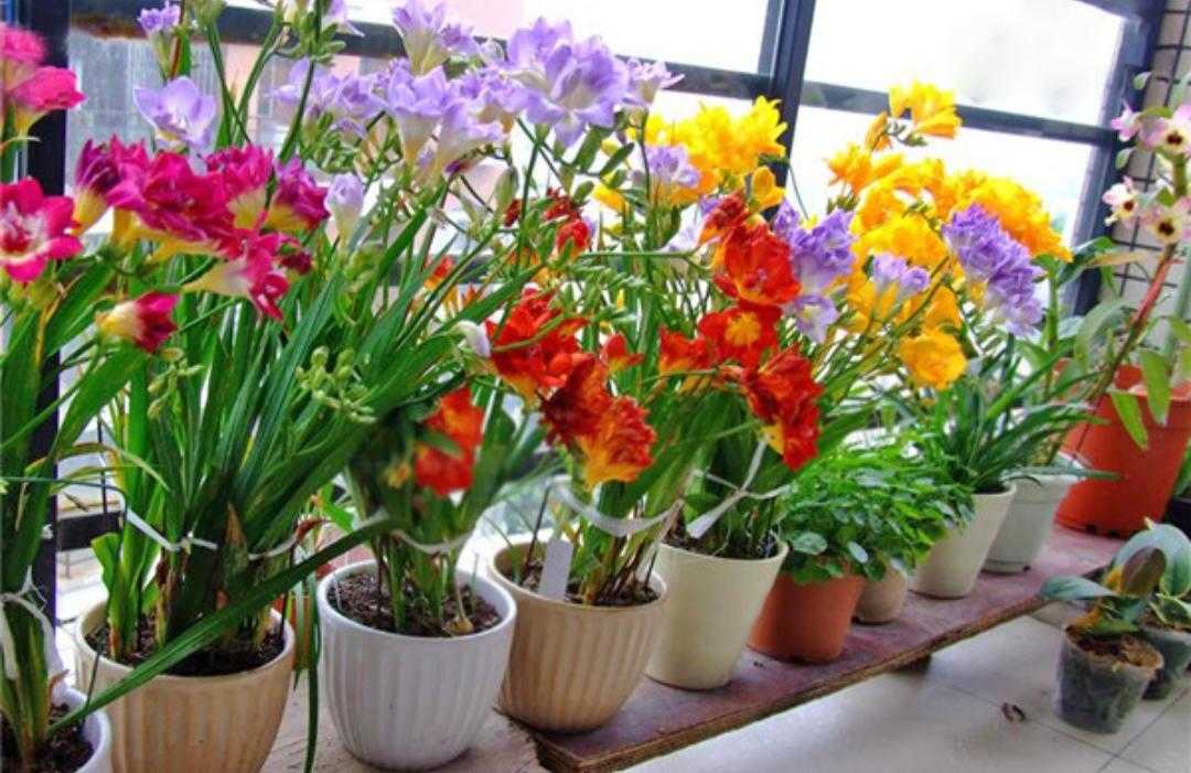 植物百科依兰花,香雪兰种植方法