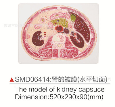 医生常用的解剖学、内外科口诀