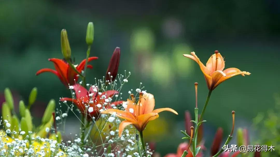 百合花开花后怎么留种球,百合花开花后晒太阳吗