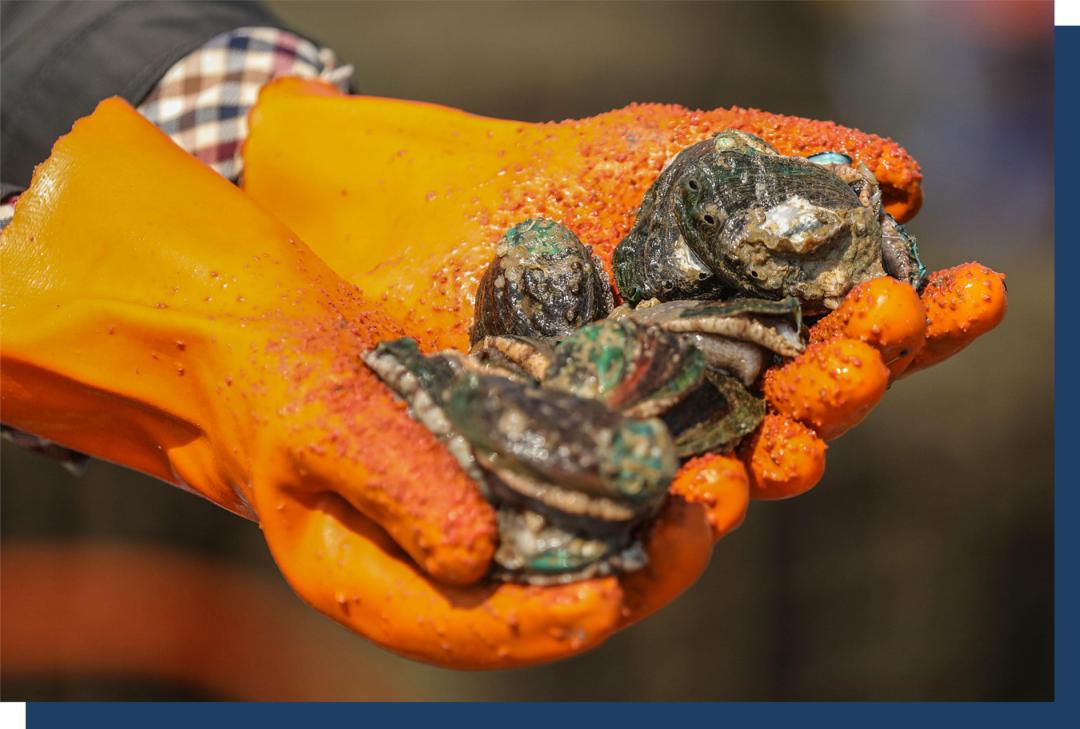 干鲍有多贵,干鲍为什么那么贵