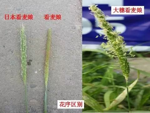 燕麦雀麦和节节麦的区别图谱,火眼金睛快速识别