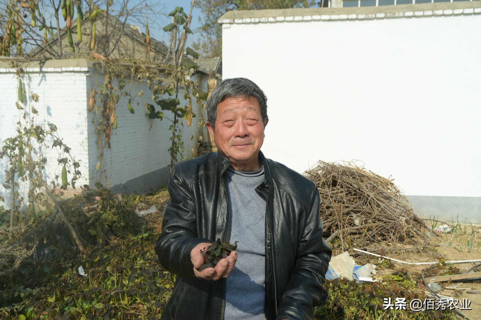 农村大叔种植果树,农村大叔种植致富