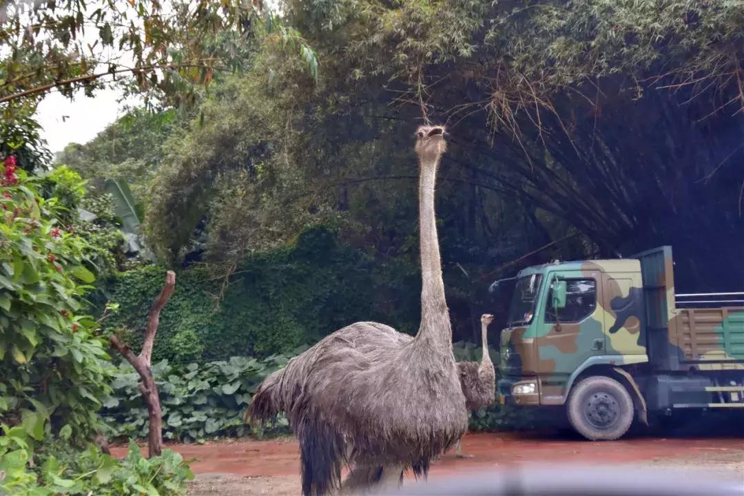 车评k5车怎么样,起亚k52.0自吸百公里加速