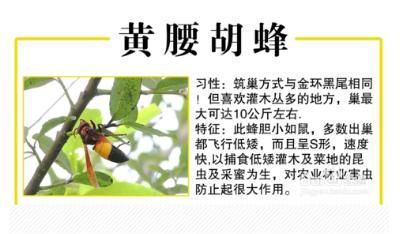 罗源县胡蜂,福州罗源胡蜂养殖基地