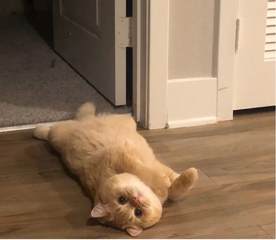 猫咪流产了怎么处理,猫咪流产后该如何处理