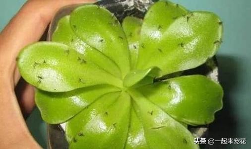 养花土里小虫怎么处理,养花虫子怎么消灭最快