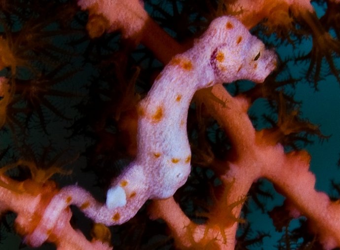 海底你不知道的东西,海底世界东海龙宫