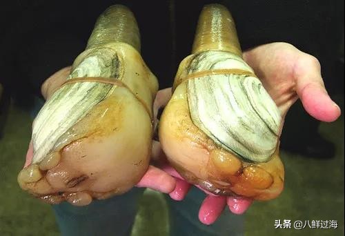 中国市场停摆重创美国海鲜业,渔民暂停捕捞象拔蚌、多刺龙虾