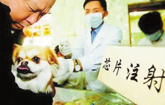 爱宠走失寻回,寻回丢失宠物的高效方法和技巧