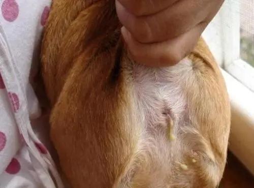 养狗家里总是有莫名其妙的臭味,养过猫狗的屋子有臭味