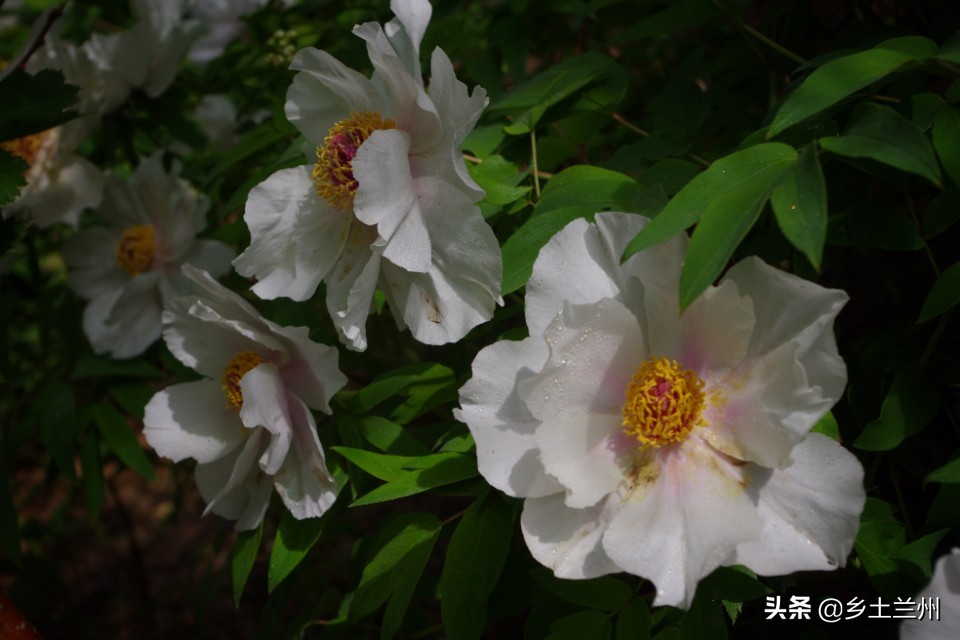 芍药花开的季节等你欣赏,芍药花开如诗如画