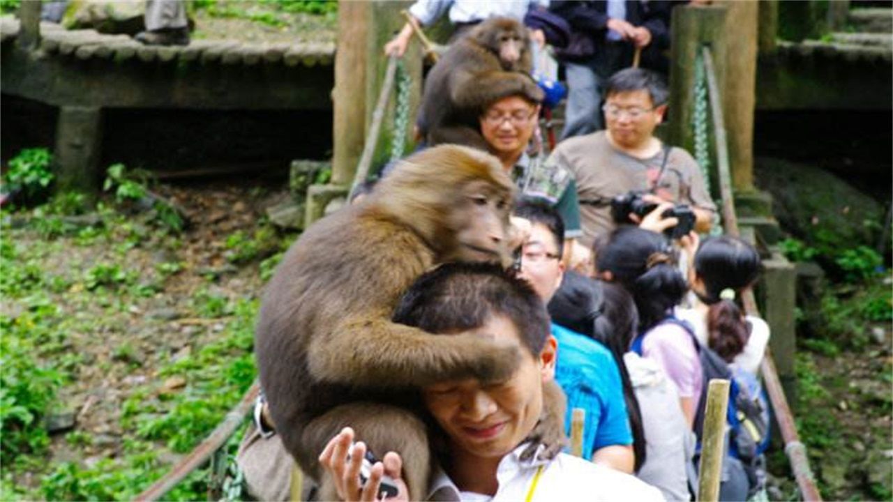 对付峨眉山猴,去峨眉山拿什么对付猴子