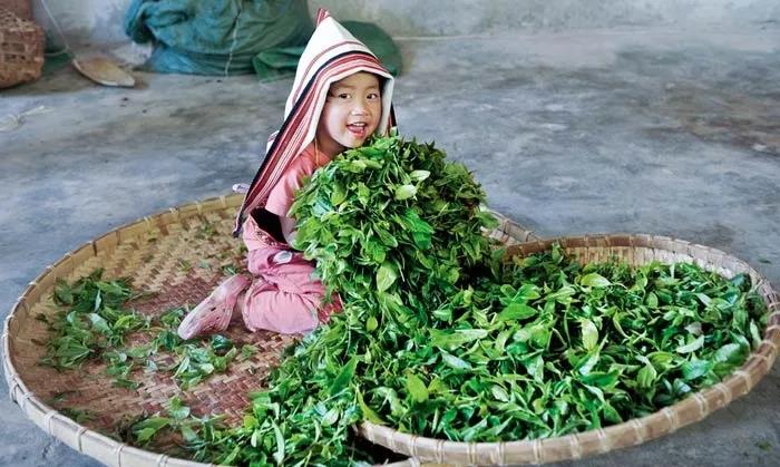 普洱茶四大产区和六大茶山,普洱茶六大产区和六大茶山地图