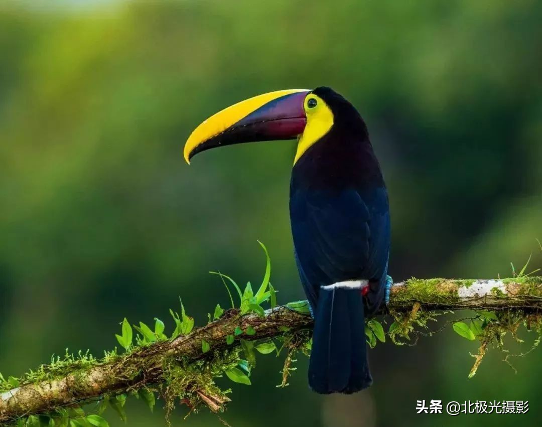 拍摄鸟类照片技巧,拍摄鸟儿照片技巧