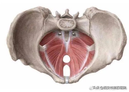 产后骨盆底肌训练方法,中医产后康复适宜技术培训