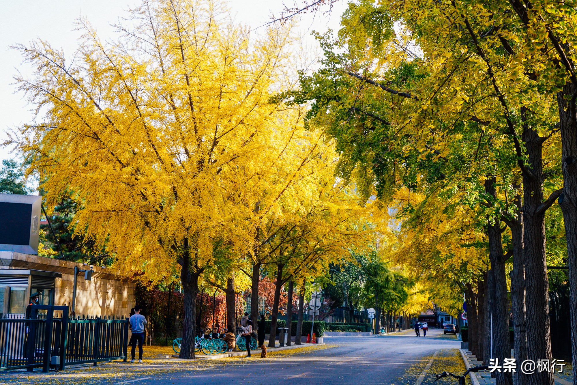 北京18个看银杏的好地方在哪,北京八大处看银杏攻略