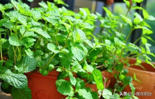 把薄荷养到枝叶繁茂爆盆,薄荷不要根能活吗