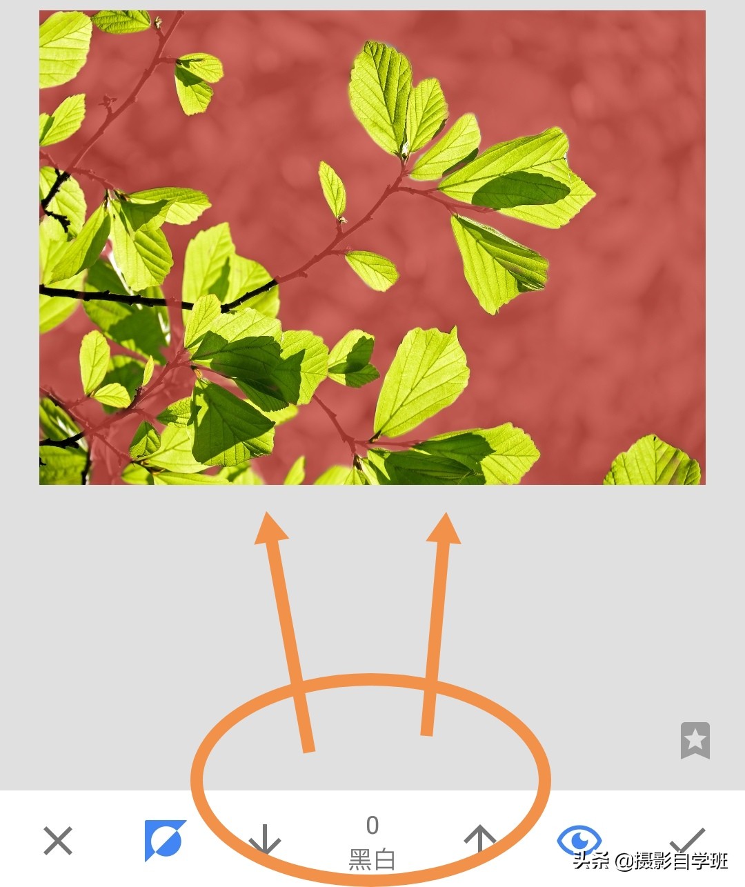 怎么拍出有质感的植物,如何拍出植物特别绿