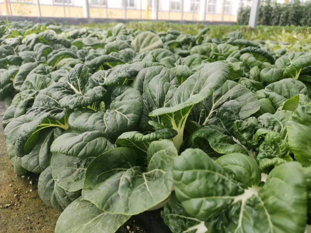 抢名额，19期中国无土栽培和土壤种植技术升级集成培训会