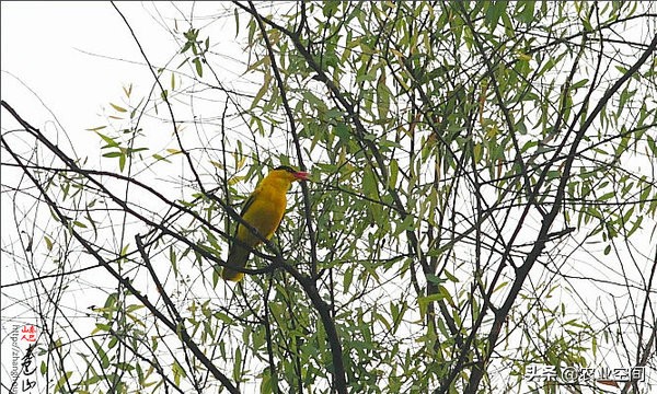 黄鹂鸟也能人工饲养吗？黄鹂鸟吃什么食物？黄鹂鸟养殖日常管理