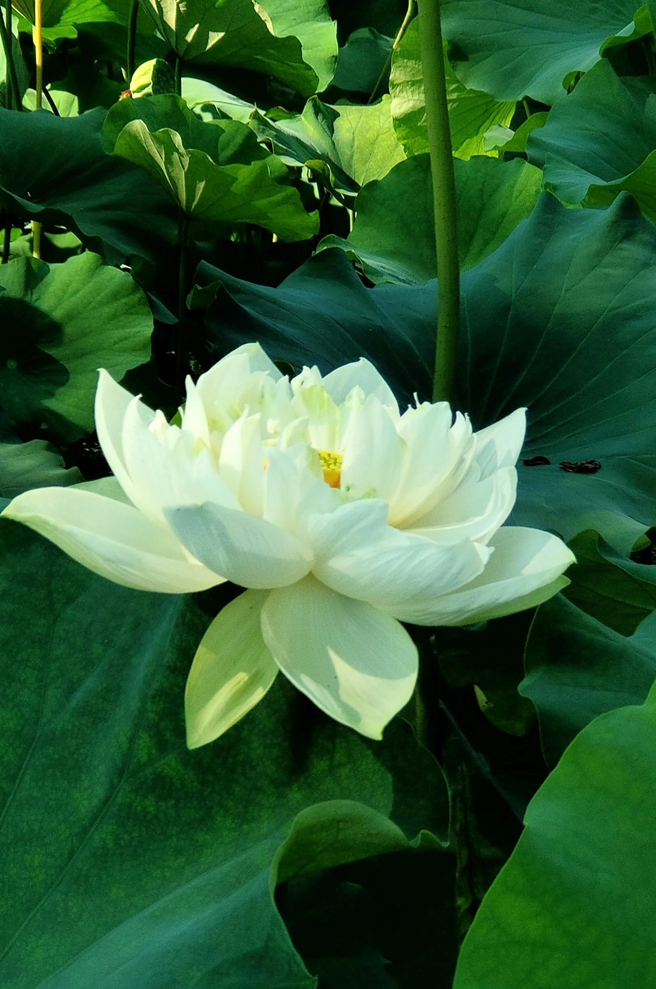 手拍世界作品集402期,2022年世界手机摄影大赛征稿