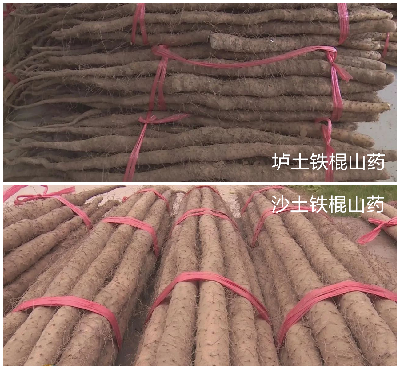 别迷恋铁棍山药了,你根本辨别不了,真懂这食材的人很少