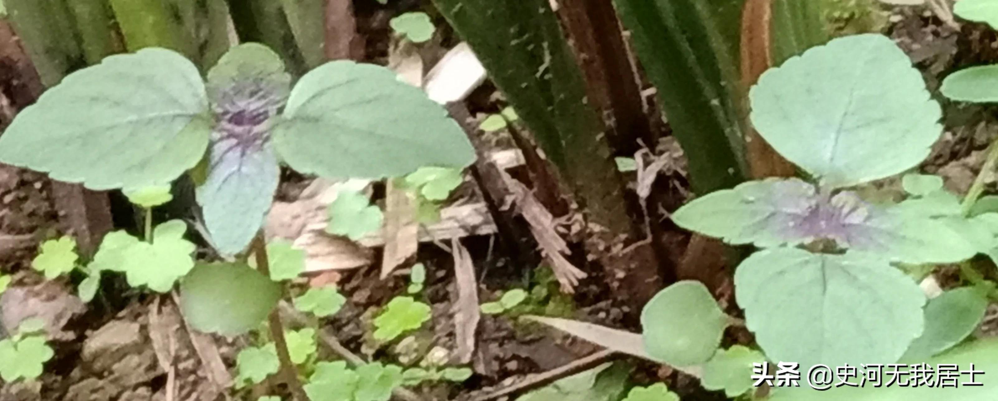 时光荏苒说的是紫苏吗,紫苏与时光荏苒