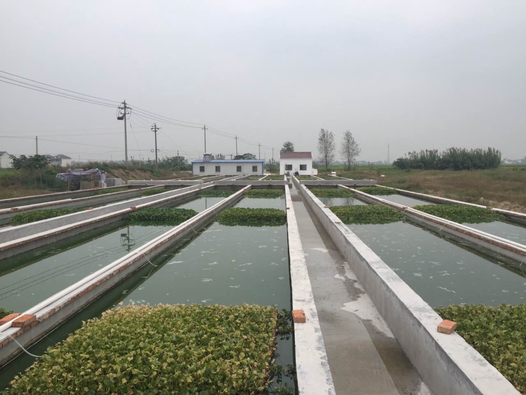 水蛭被吃进肚子里会存活吗,将水蛭放入冰箱还能活