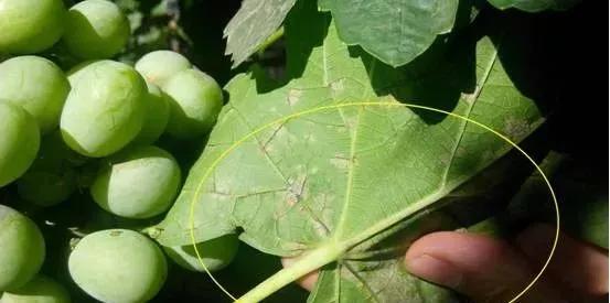 葡萄红蜘蛛病害图片,葡萄病害常用杀菌剂