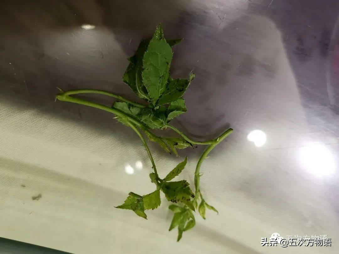 云南野菜刺五加是热的还是凉的,云南味道和刺五加类似的野菜