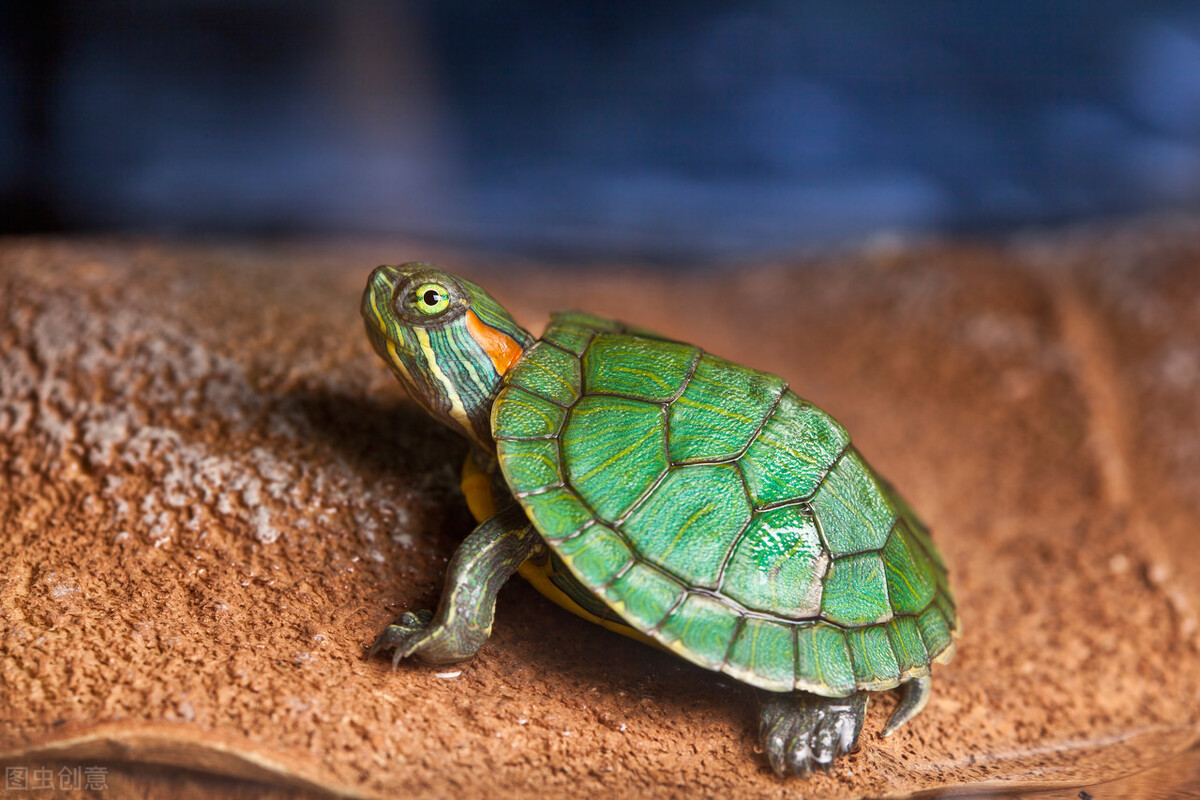 养乌龟的重要事项,养乌龟讲究