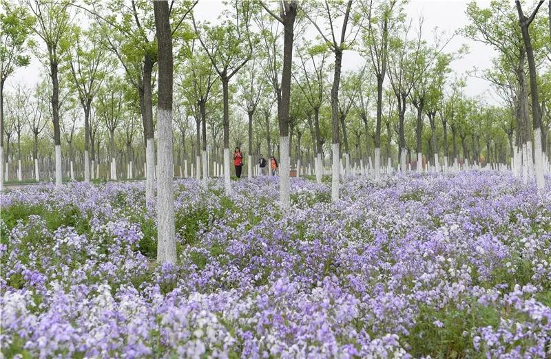 东丽区有发展吗,天津东丽区为什么没发展