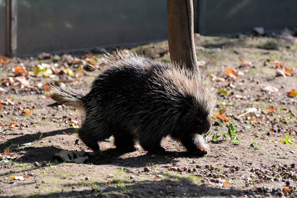 豪猪是什么样子,被误解的穿山甲