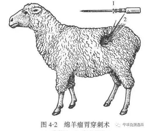 羊瘤胃酸中毒的症状及解决办法,羊瘤胃胀气治疗方法