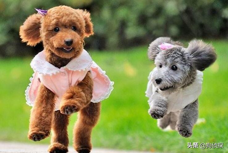 泰迪狗多大几岁可以配种泰迪交配注意事项