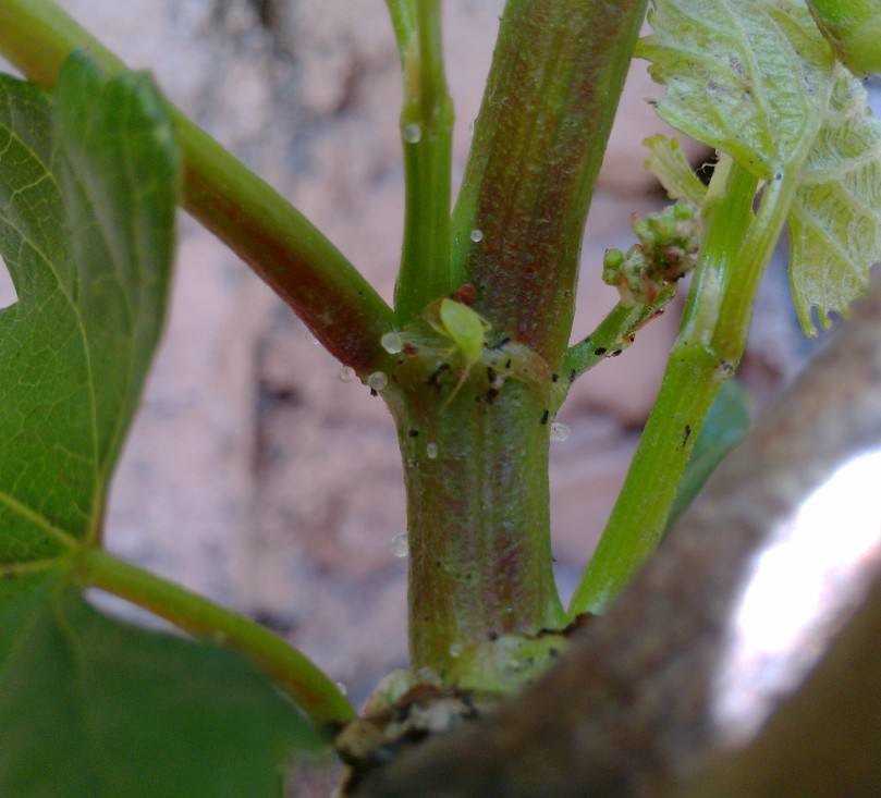 玉米蚜虫的生长过程图解,月季花生长的蚜虫如何处理