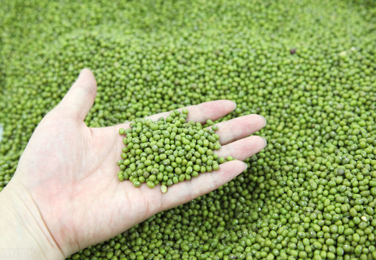 夏天绿豆和什么一起煮比较好,食用绿豆的最佳时间