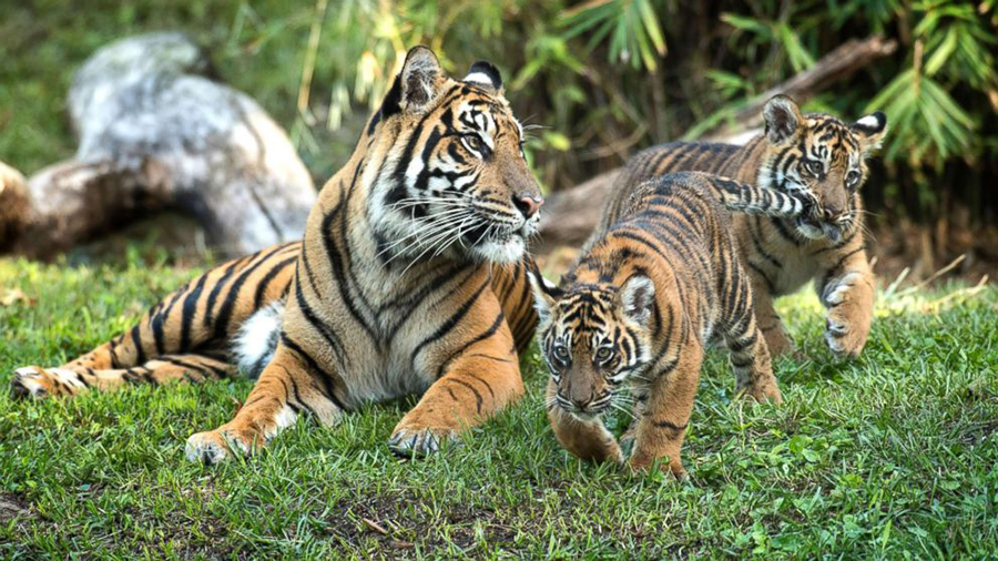 虎毒不食子报应视频,虎毒不食子再凶猛的老虎也有底线