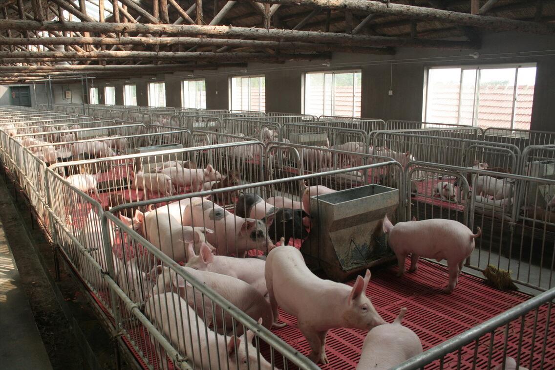 生猪养猪政策有哪些,生猪养殖最新政策