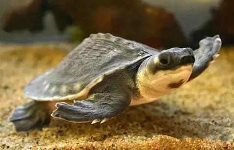 你知道乌龟能活多少岁吗,巴西涂了漆的龟能活多久