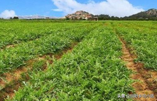 想要甜瓜甜应该如何打药,想要种好各种瓜类