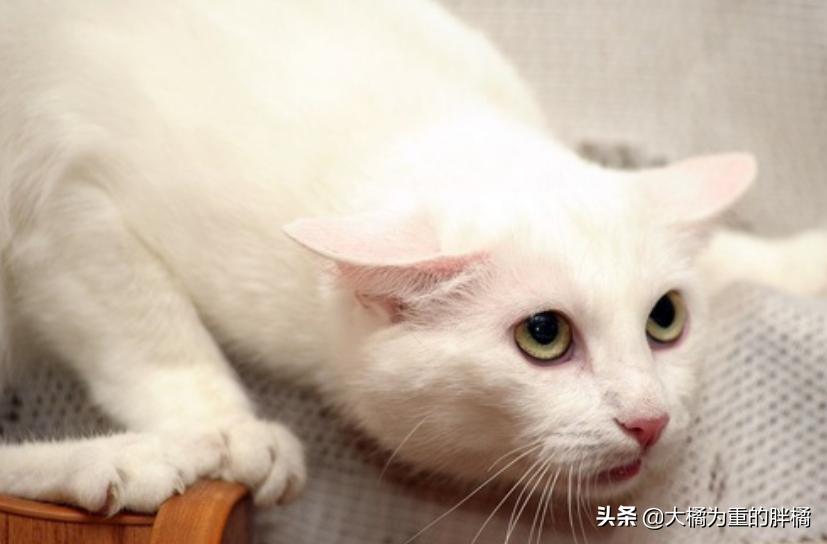 如果猫咪在家里乱蹦乱跳会怎么办,如果你家猫咪调皮怎么办