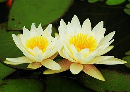 养睡莲最好的大容器,睡莲怎么养开花比巴掌都大